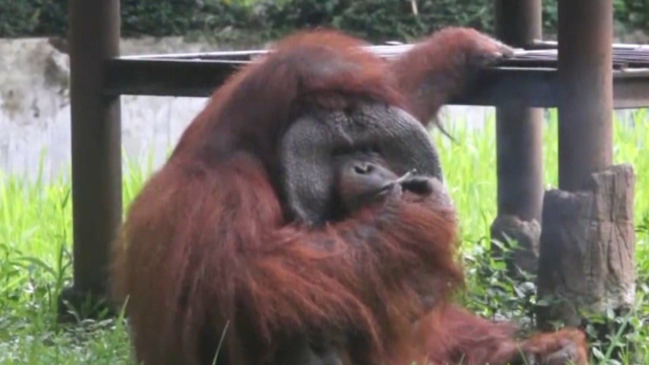 See Orangutan Smoking  in Video That s Sparking Animal 
