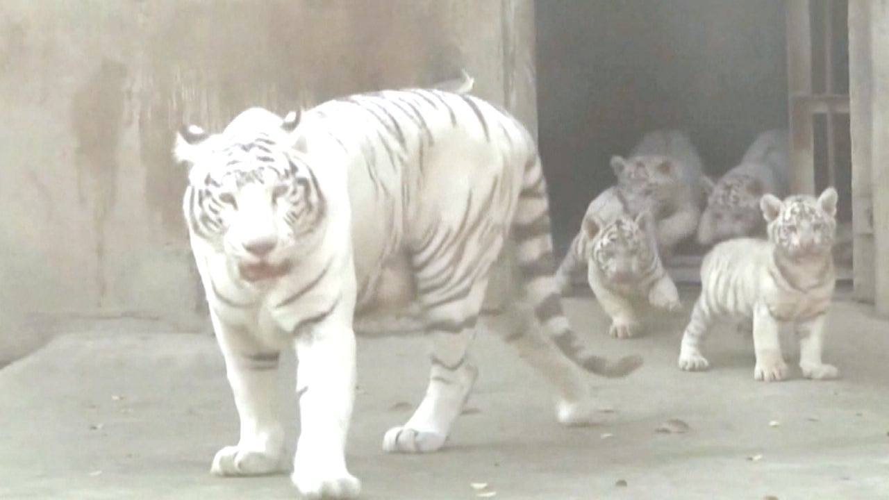 Critically Endangered and Adorable Baby White Tigers Debut 