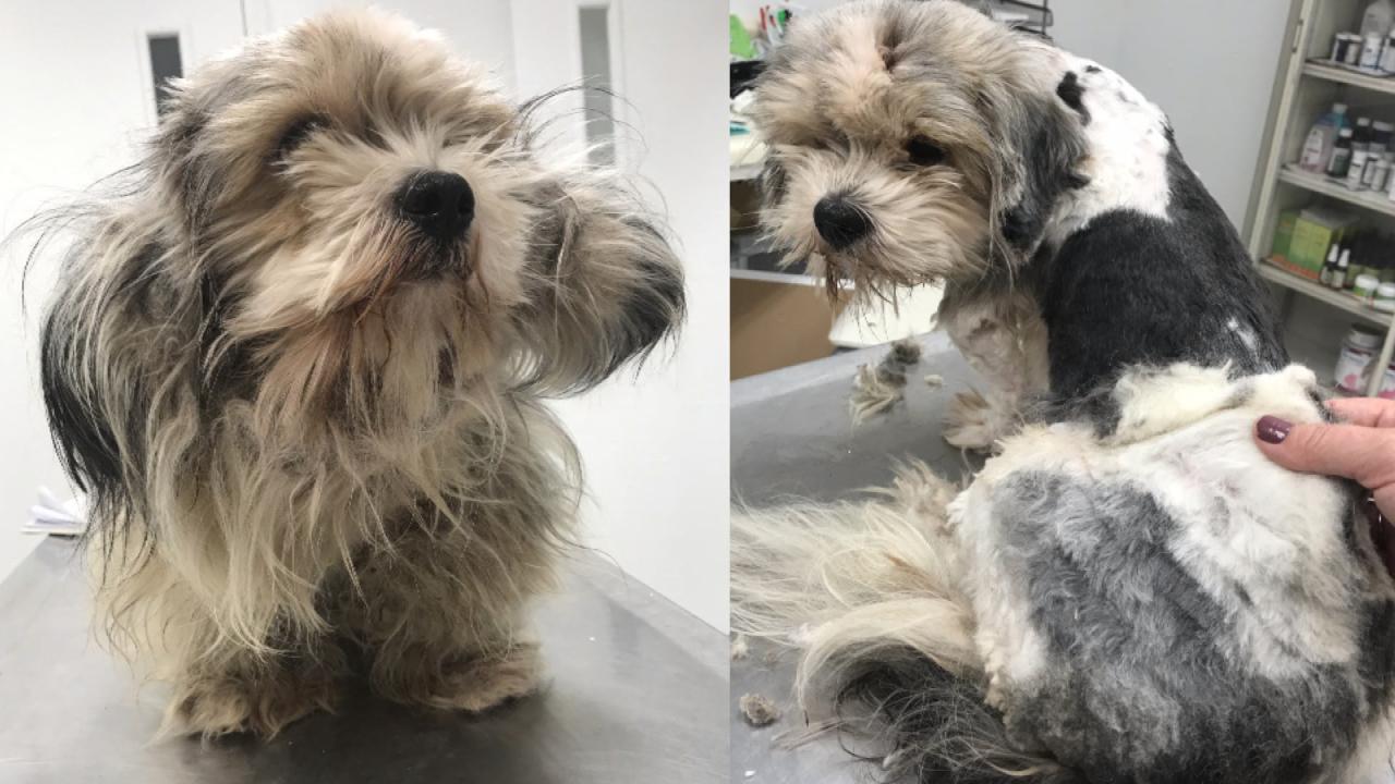 Dog With Dreadlocks Goes From Rags to Riches With Haircut 