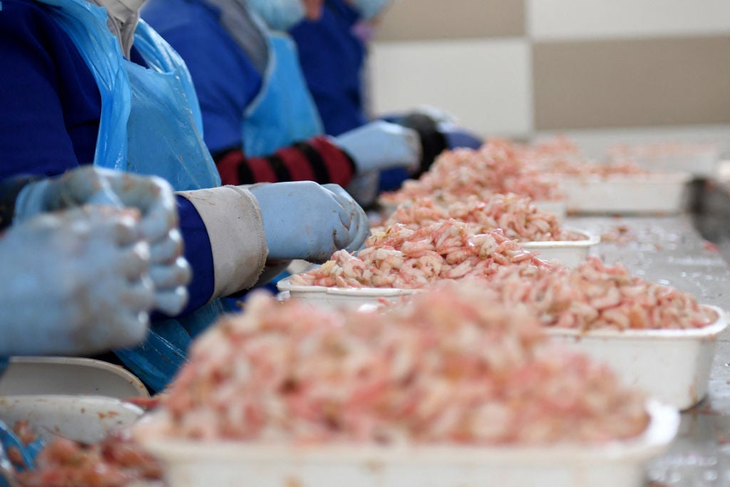Shrimp in containers being separated by gloved hands