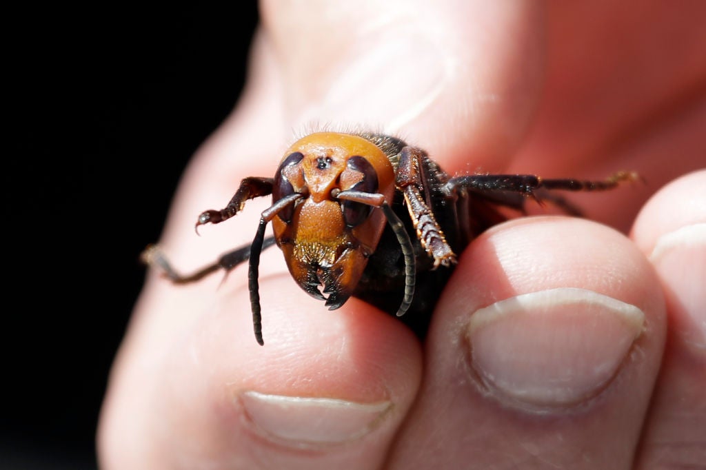 Cicada in a hand