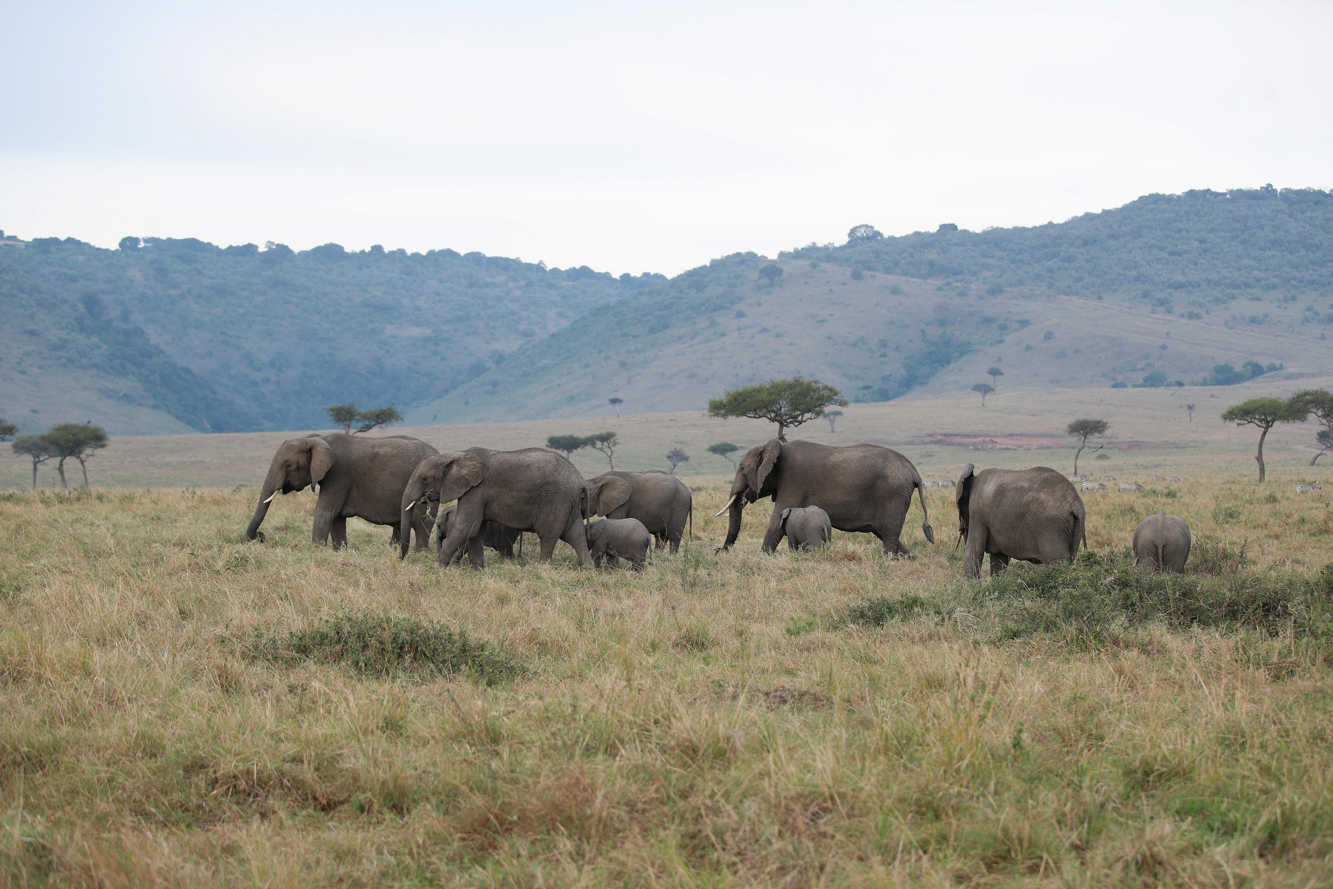 Kenya Had an Elephant 'Baby Boom' and Now You Can Adopt One