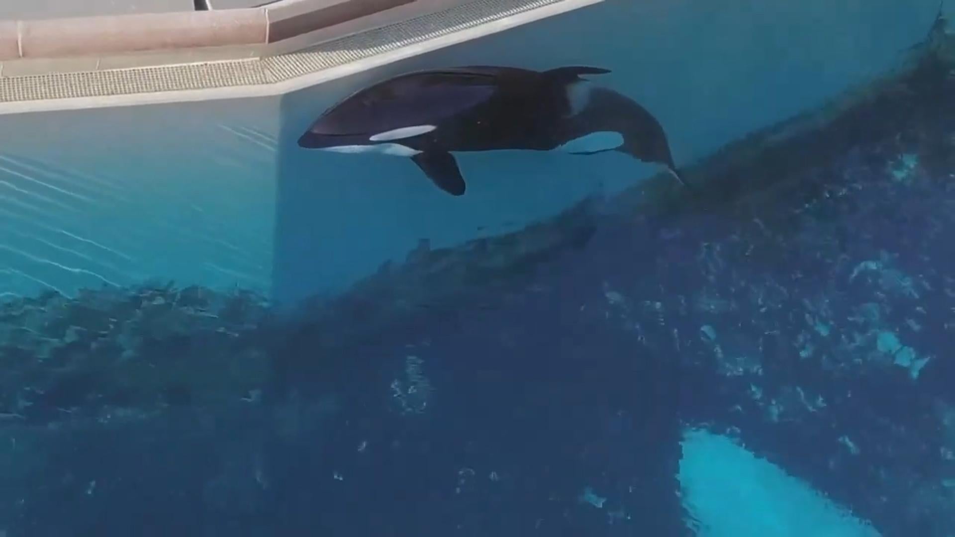 Video of Killer Whale Thrashing Against Inside of Tank Draws Outrage ...