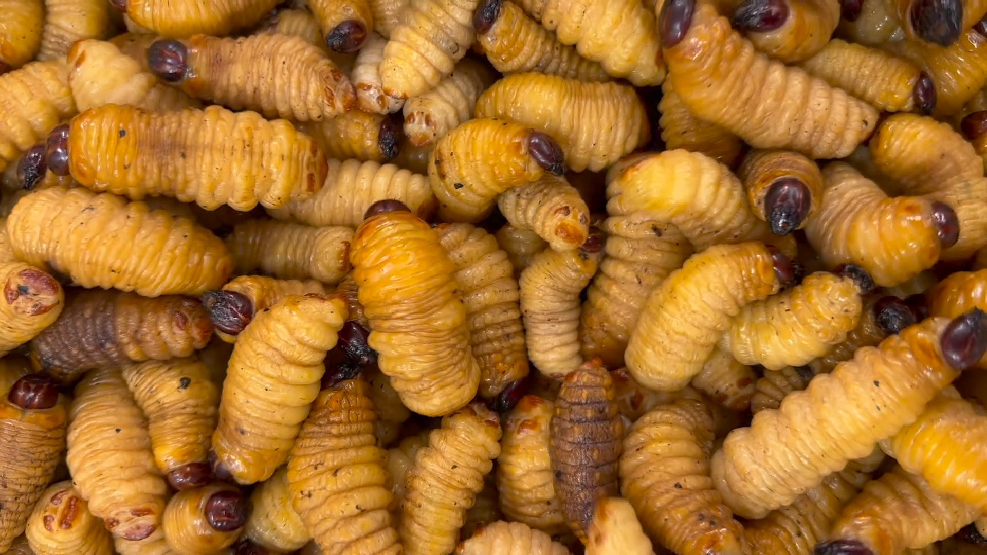 Palm Worms Are Nutritious, Delicious, and Kind of Terrifying | Inside ...