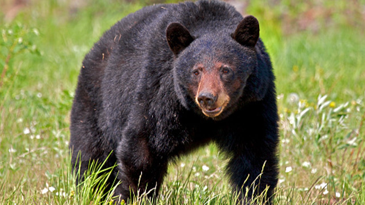 Black Bear Mauls 81-Year-Old New Jersey Woman in Her Backyard