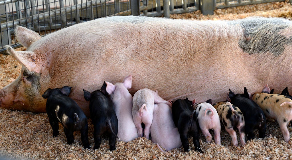 Baby pigs suckling mother