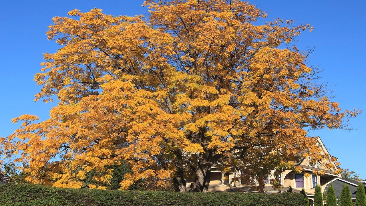 Black Walnut Tree