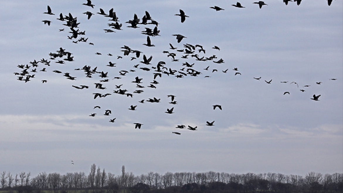 Highly pathogenic' bird flu found in backyard New York flock