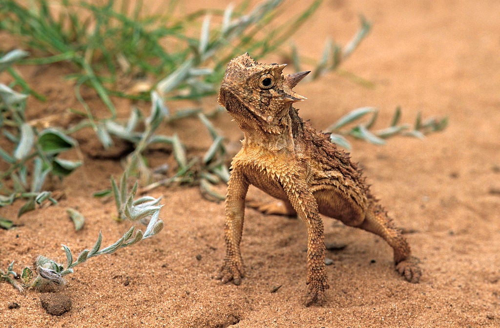 Texas horned lizard