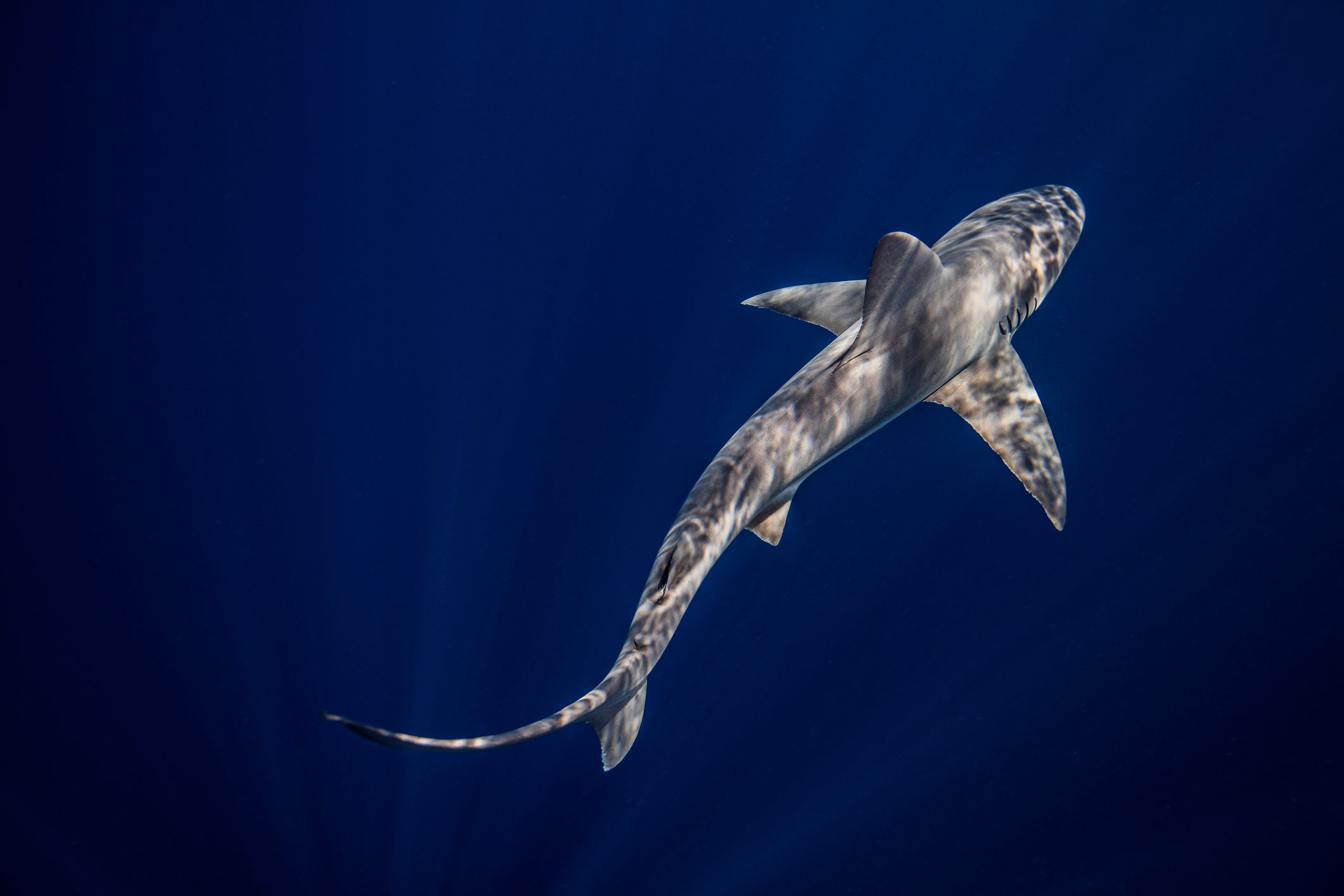 Sandbar shark