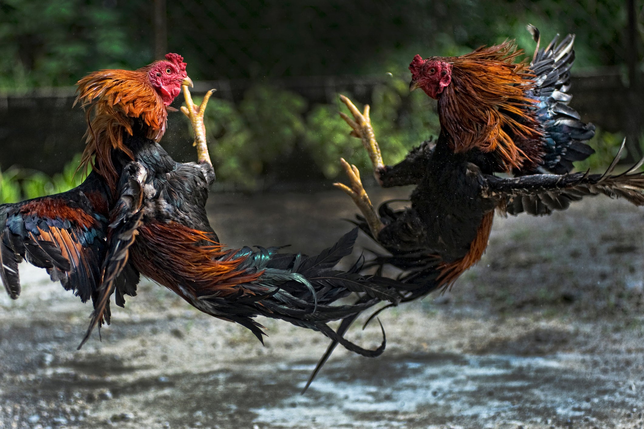 Nearly 100 Roosters Seized From Texas Cockfighting Ring Inside Edition 