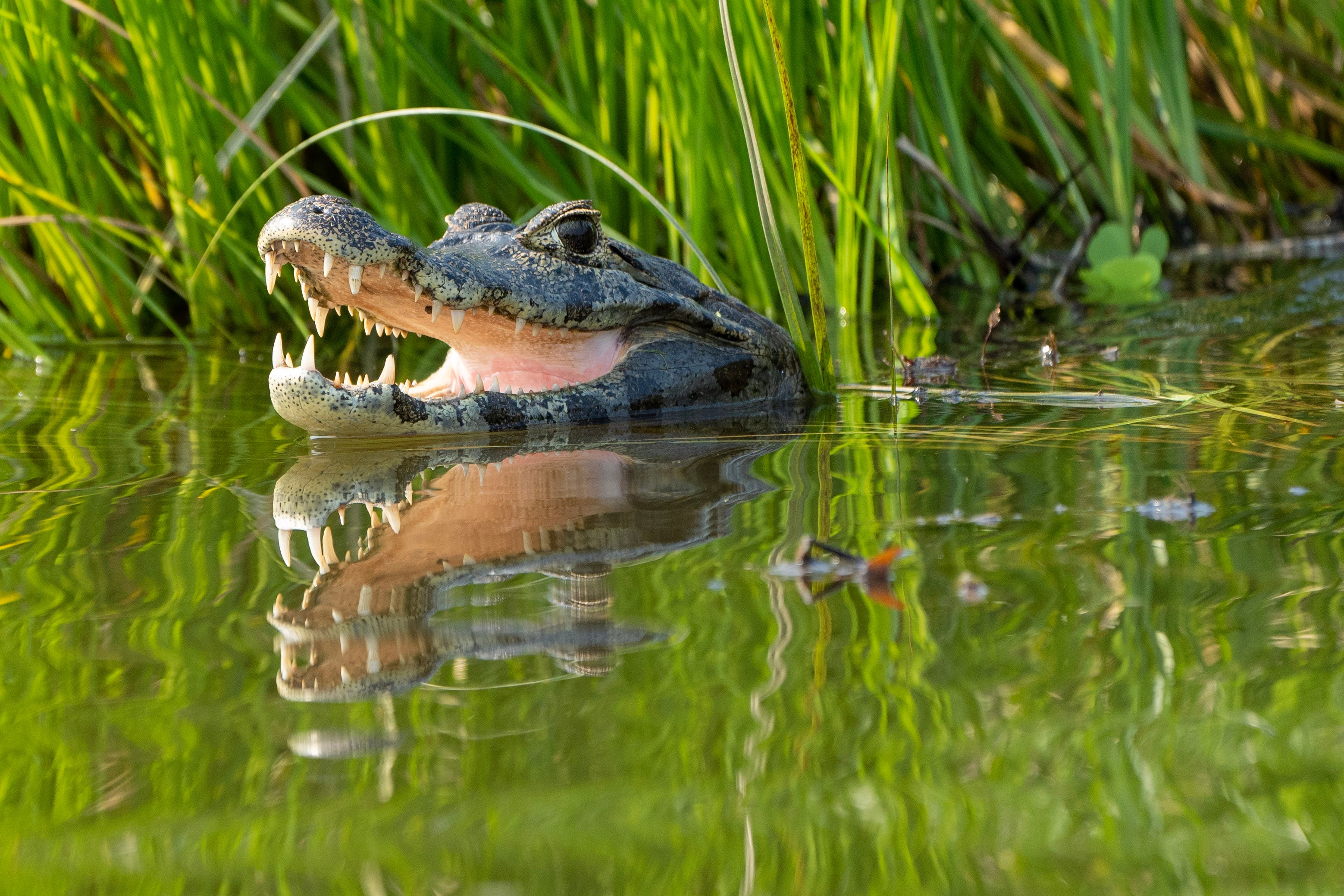 Florida Man Killed by Alligator While Searching for Frisbees in Lake ...