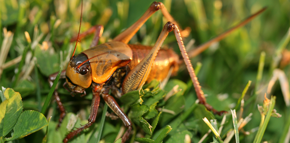 Georgia Crickets - Want something you can keep your crickets in