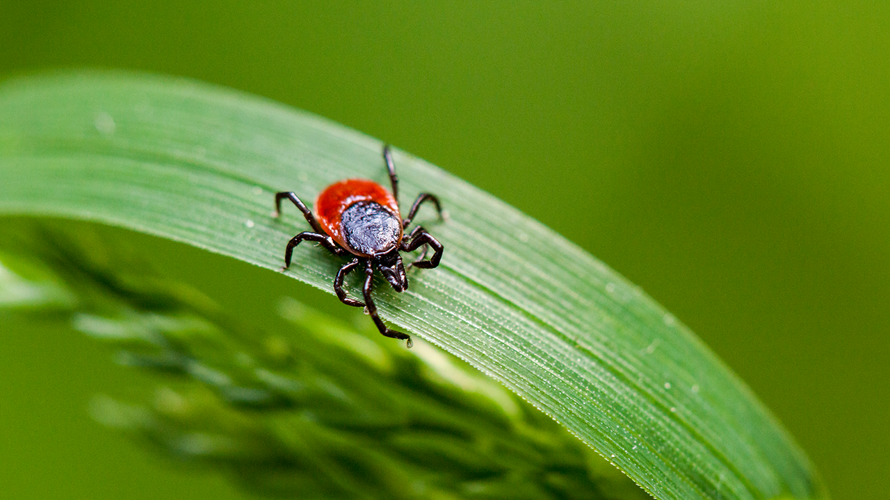 deer tick on green leaf