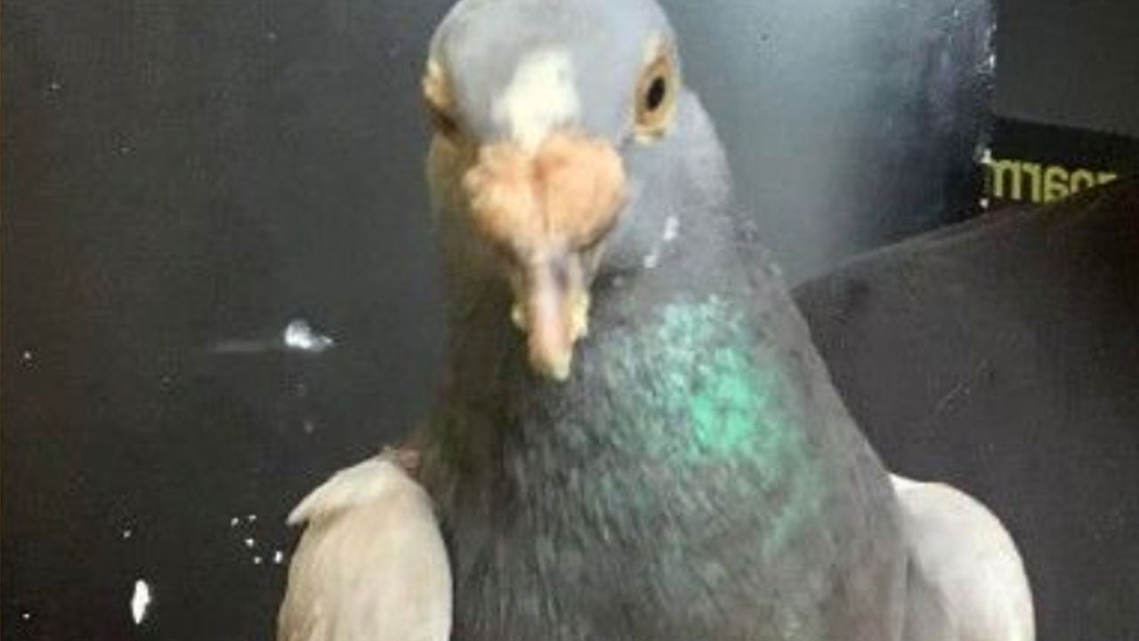 Pigeon