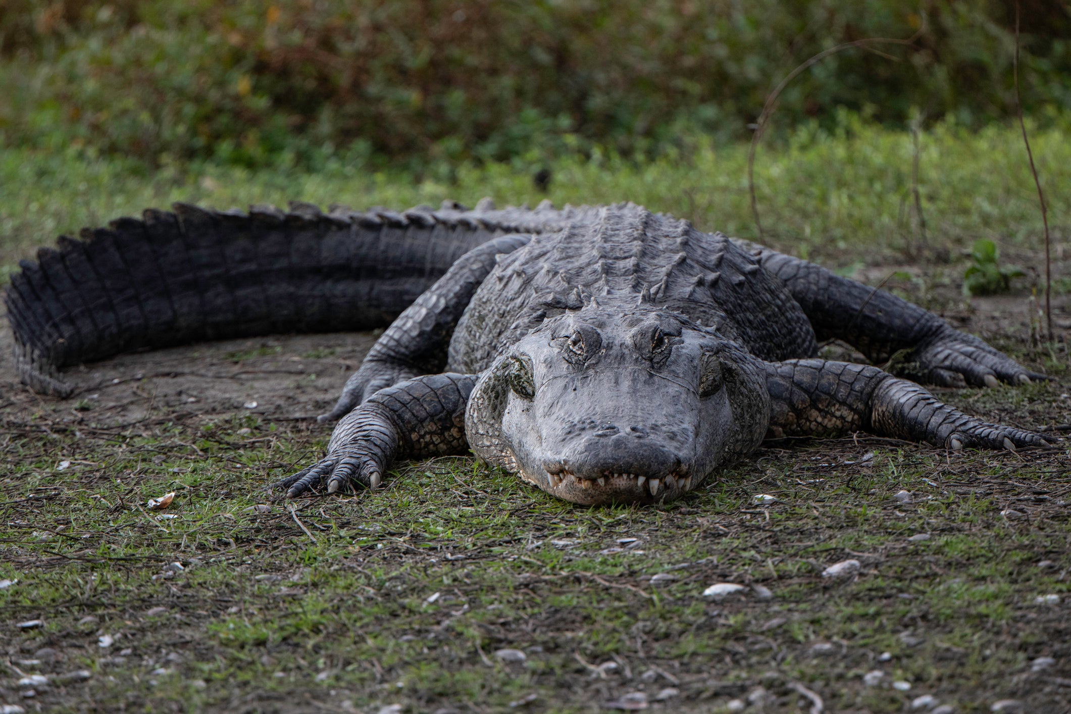 Elderly Florida Woman Survives Gator Attack in Retirement Community ...