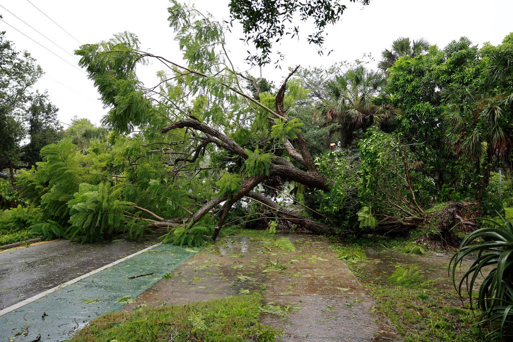 Fallen tree in Sarasota, Florida due to winds from Hurricane Ian