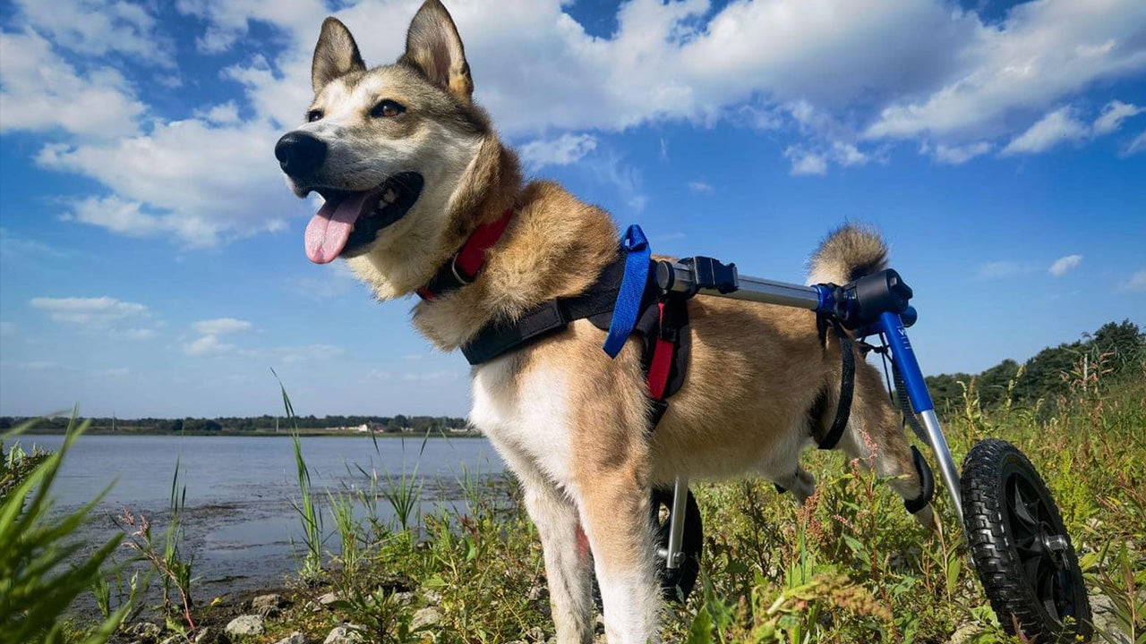 dog standing with hind legs on wheels