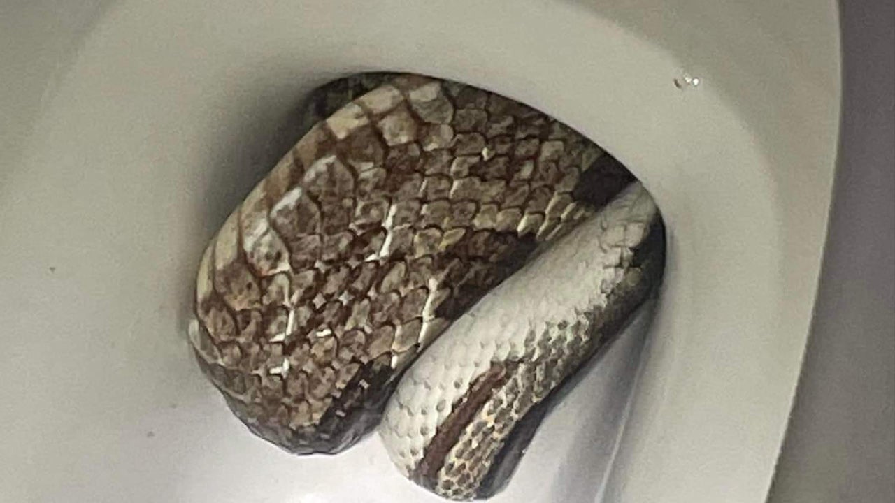 The Tale of a Toilet Snake. Once we found a rather healthy midland