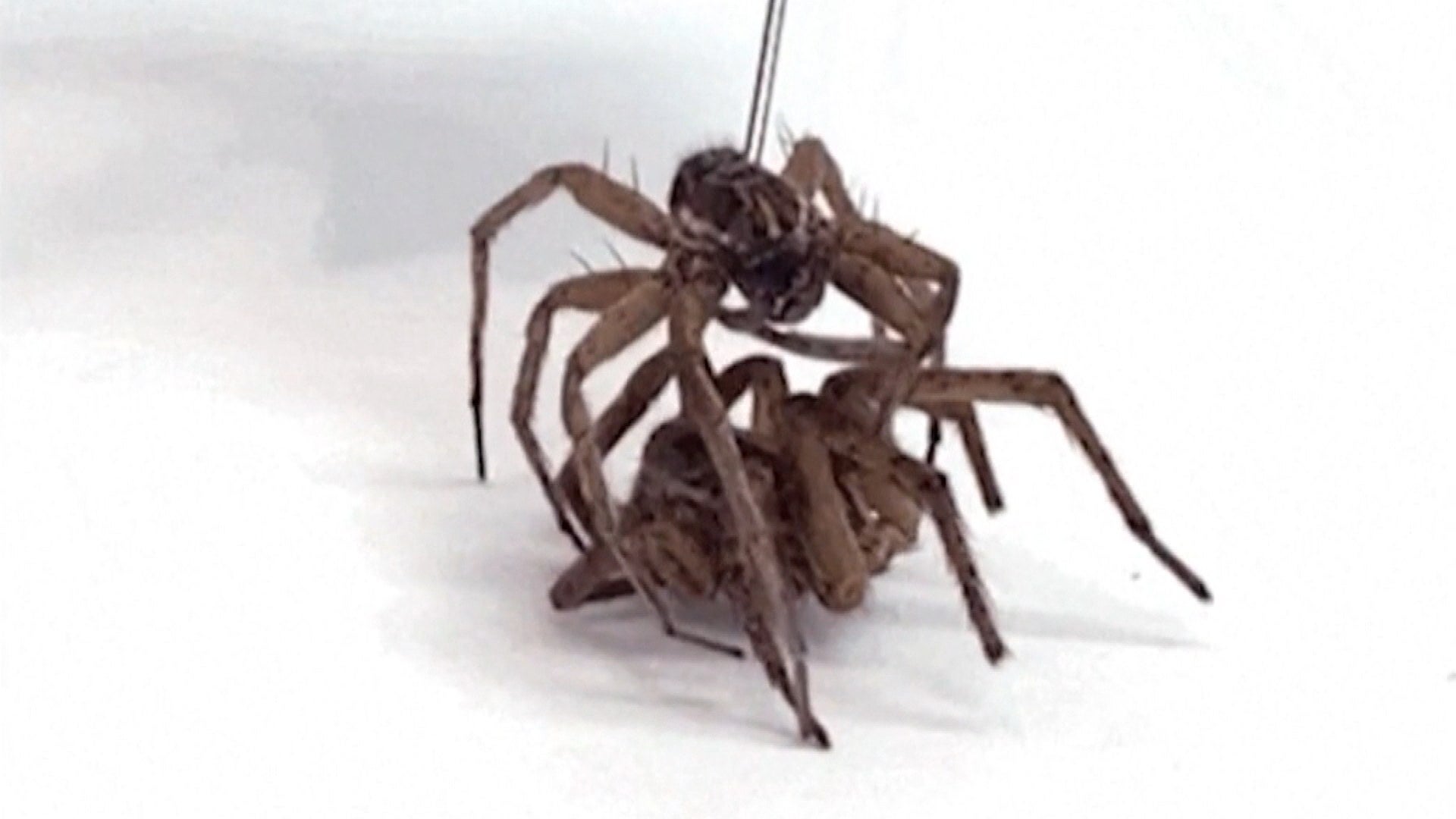 Engineers Discover That Dead Spiders Are Great at Gripping Things