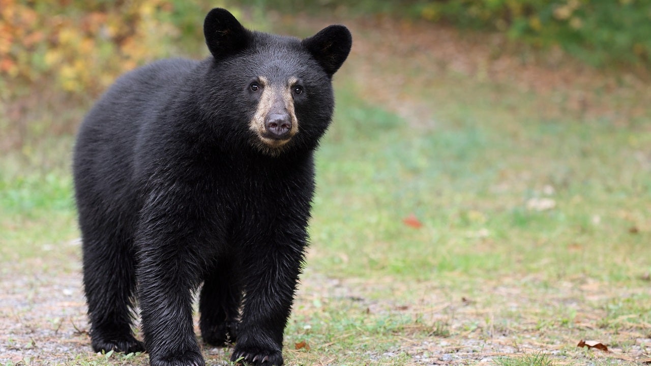 10-Year-Old Boy Attacked by Bear in Grandparents' Backyard in ...