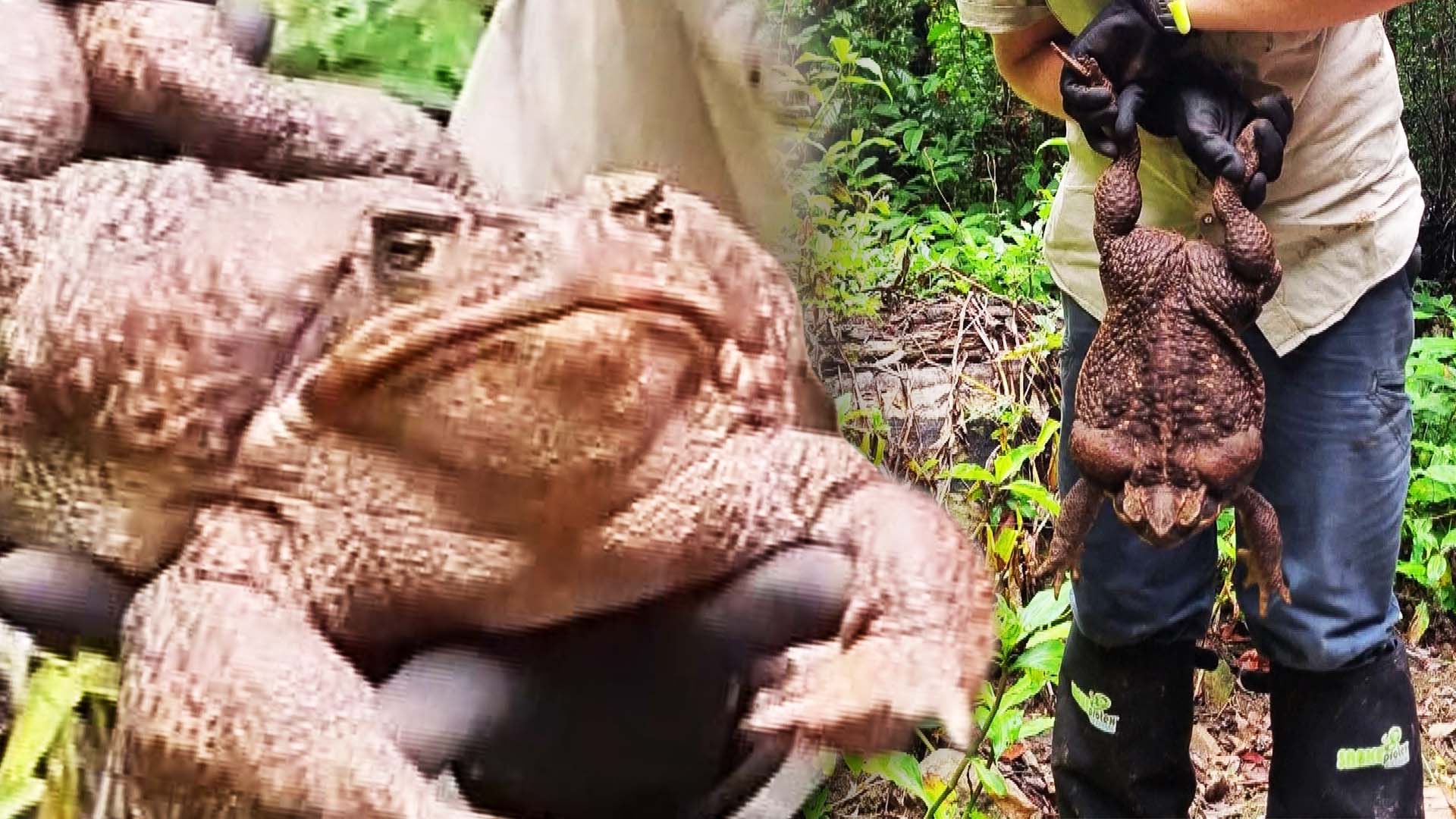 Cane Toad