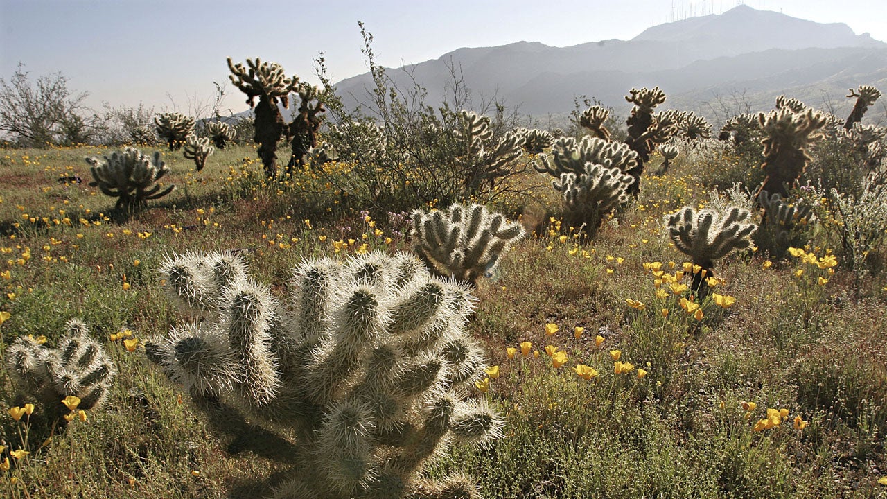 After Hiker Finds Human Skull In Arizona Park More Remains Uncovered   Azpark 