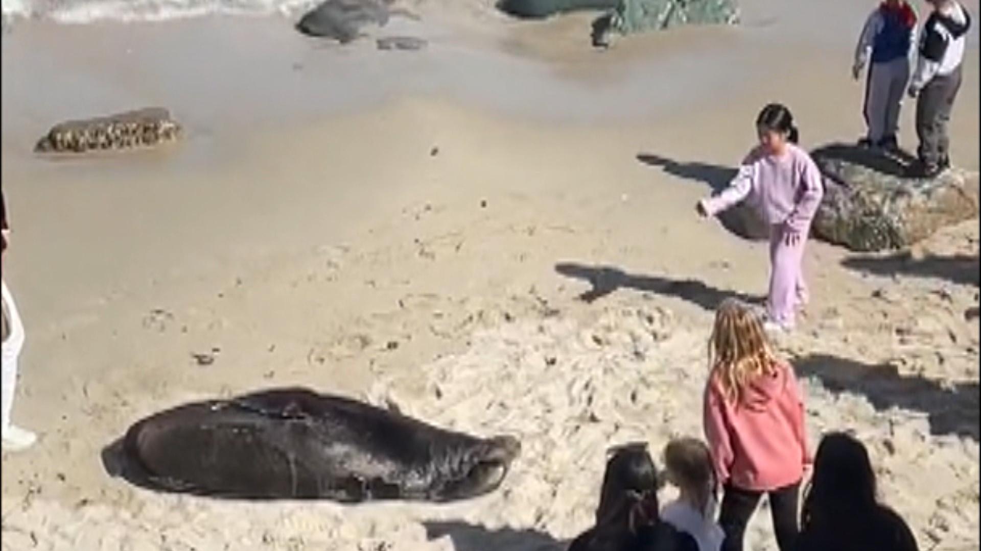 SeaWorld Rescues Very Pregnant Sea Lion Found on Golf Course