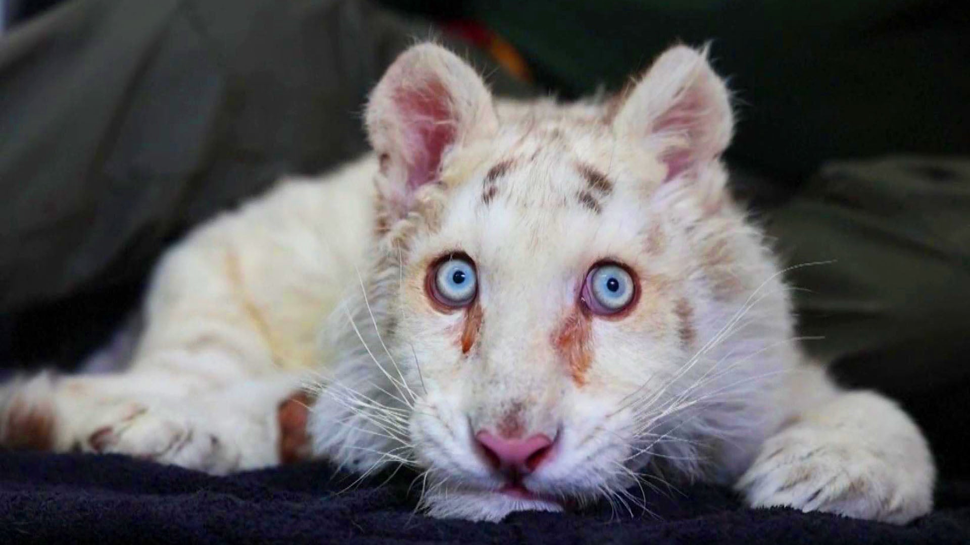 Three-Month-Old White Tiger Cub Fighting For Life After Being Dumped in a  Trash Can Outside Greek Zoo - One Green Planet