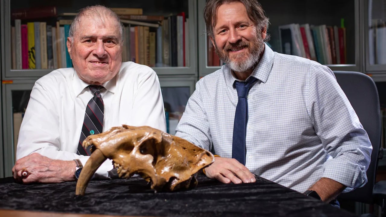 Prehistoric Sabertooth Skull Found in Iowa for the First Time