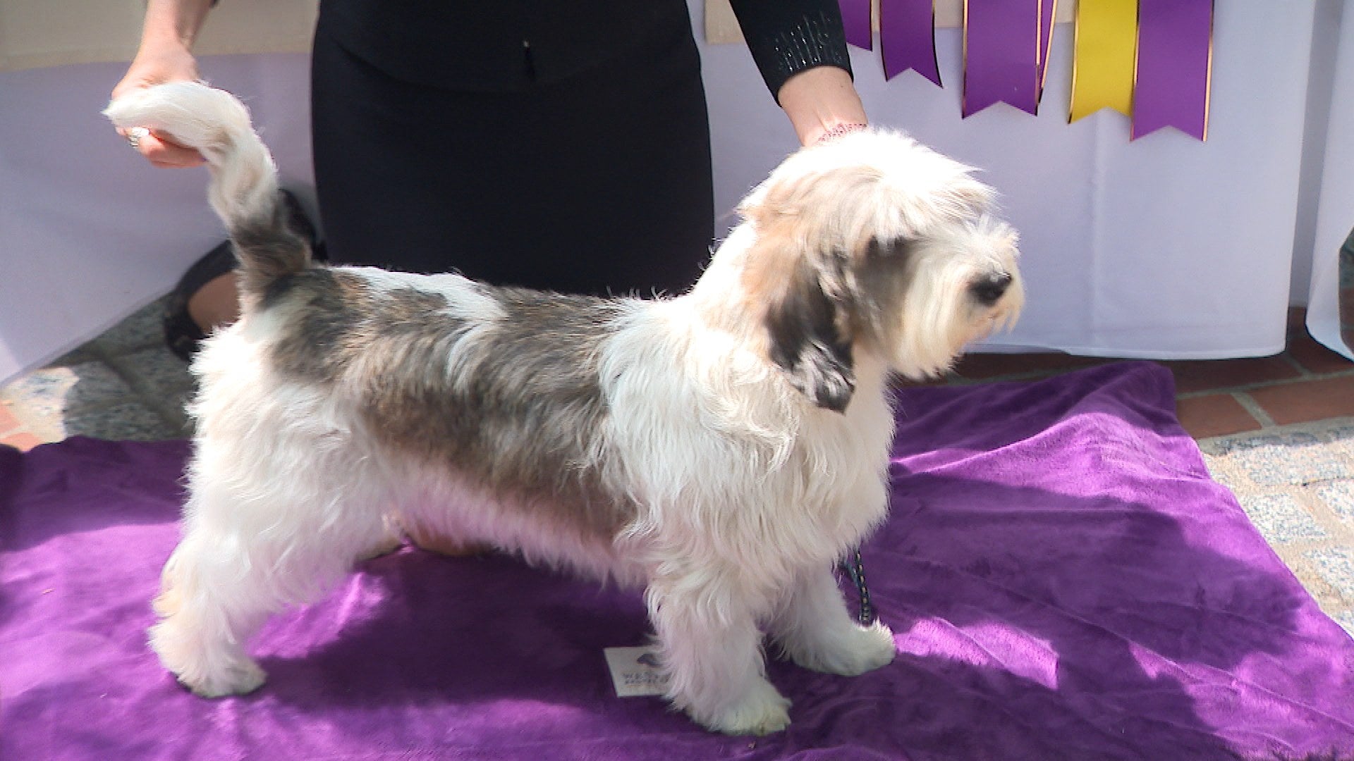 Petit basset griffon vendeen sales grooming