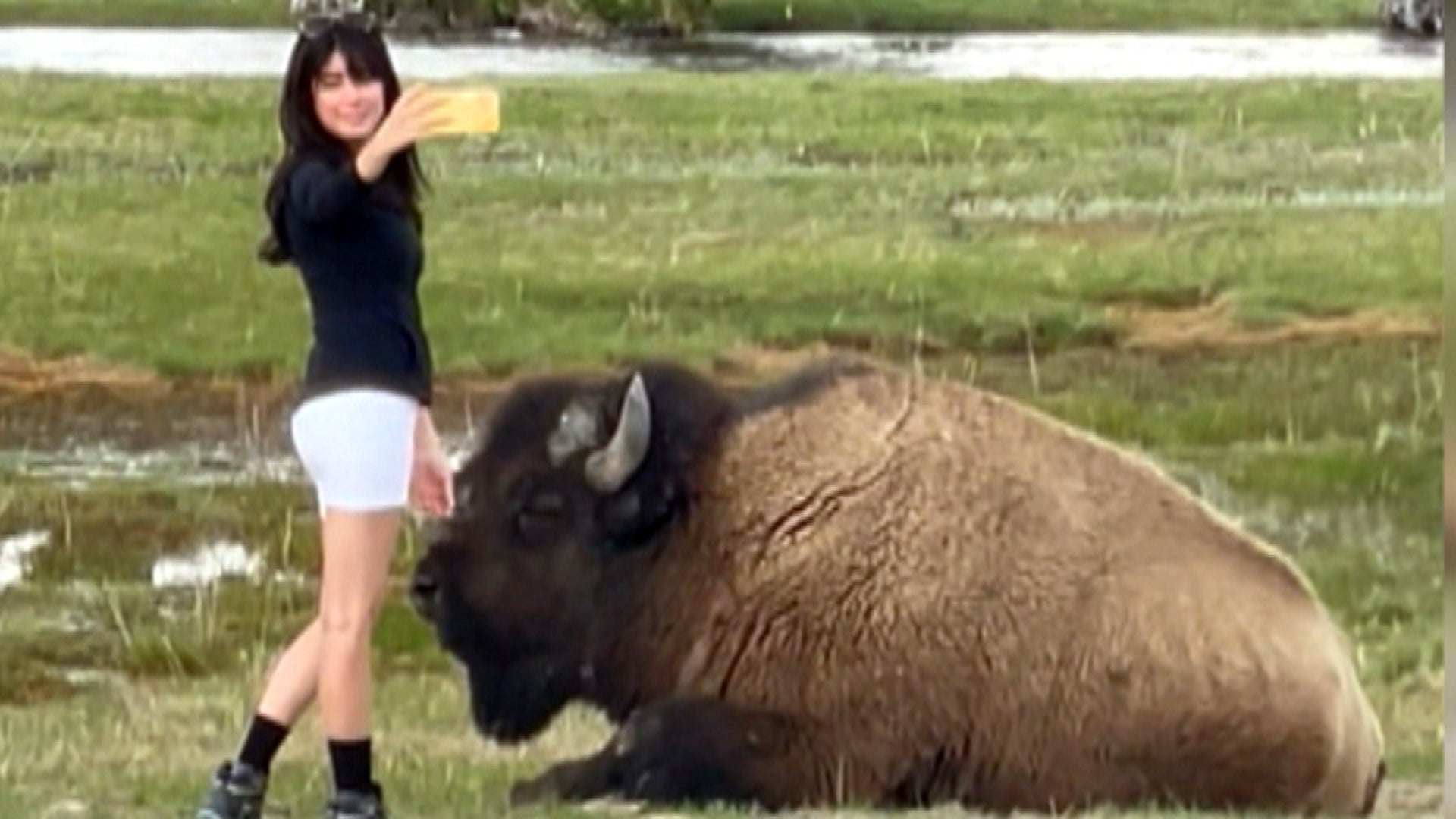 Yellowstone National Park Tourist Tries to Pet Massive Bison Inside Edition