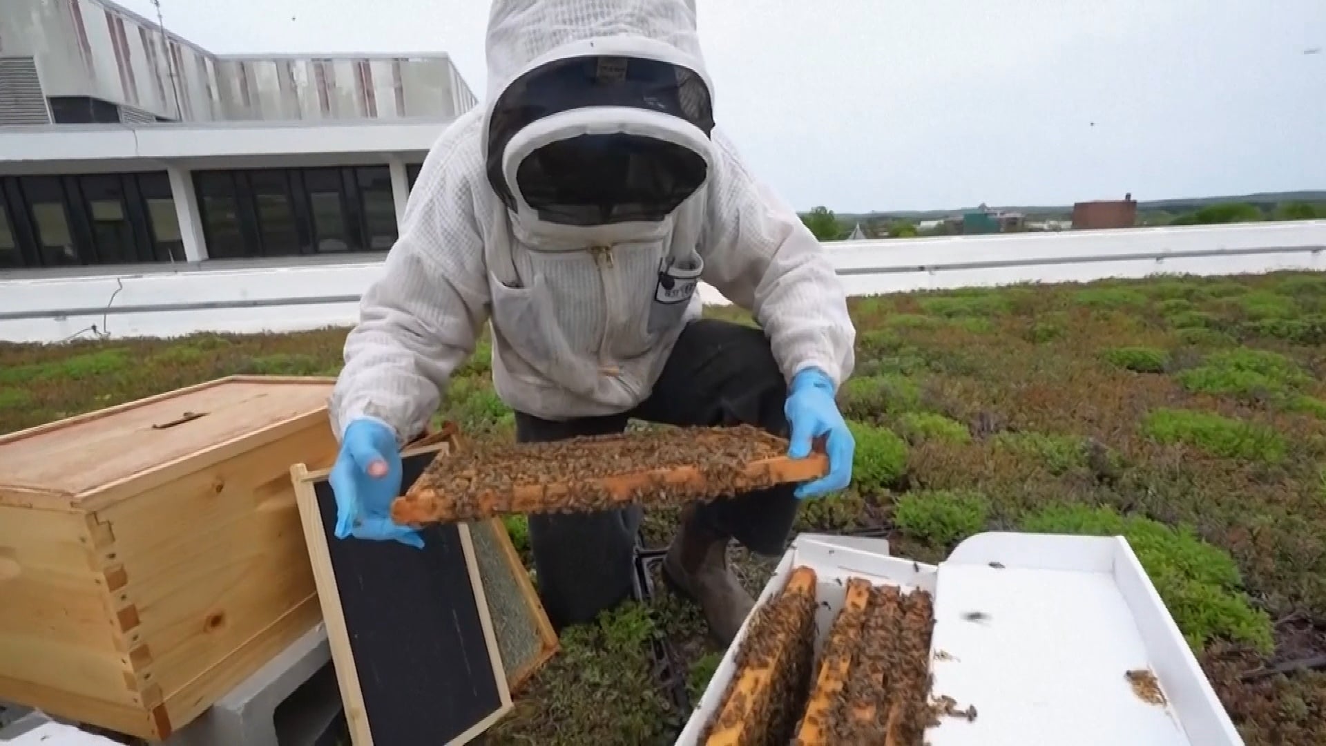 Women behind the lens: the female beekeepers who hold 'the keys to