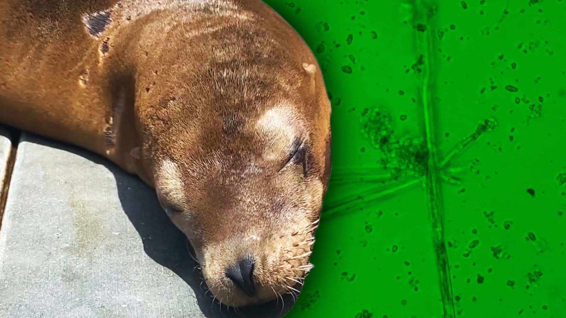 Is a Harmful Algae Killing Hundreds of Sea Lions in California