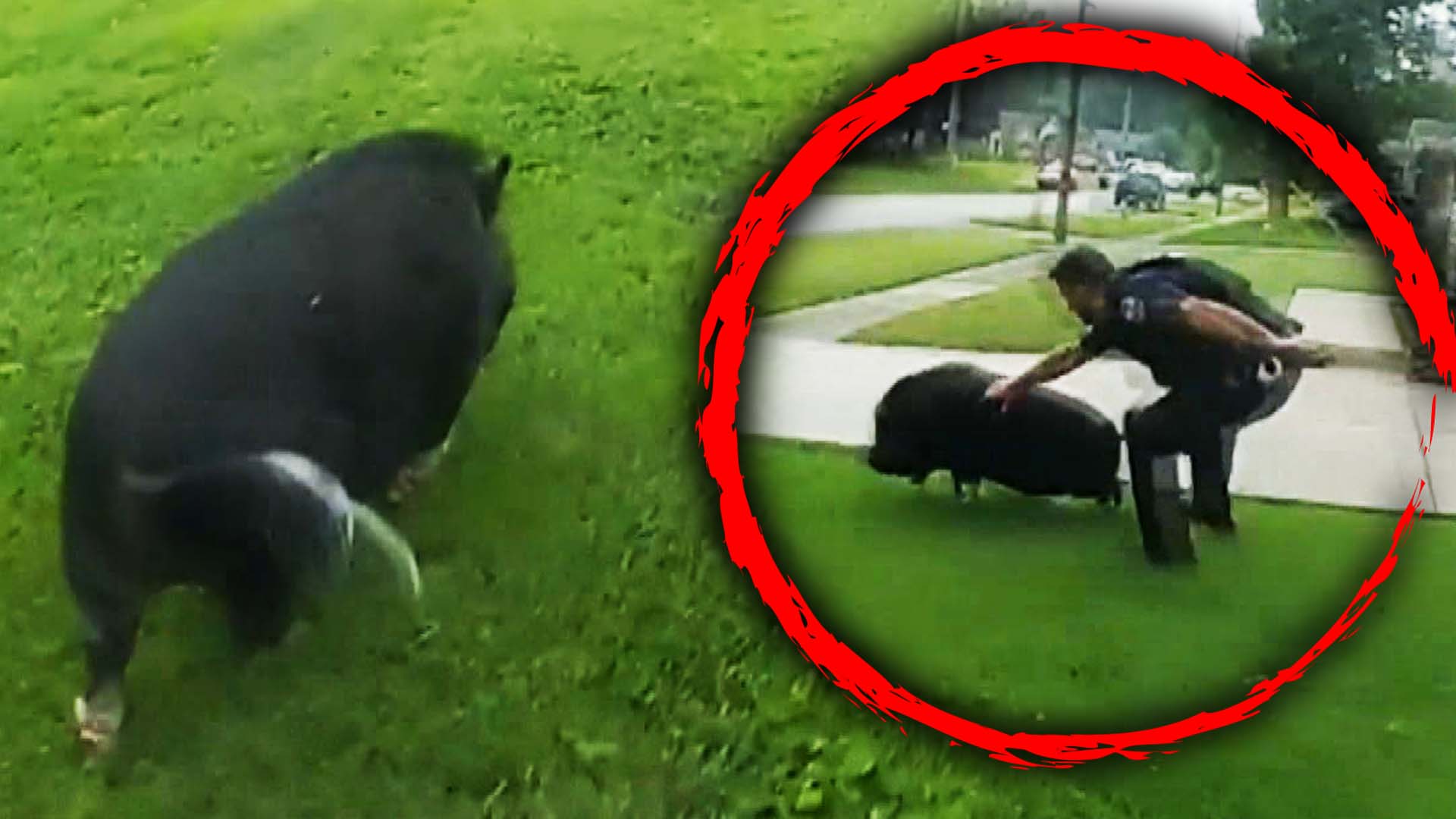 Pigs Chased Through Neighborhood by Louisville Police