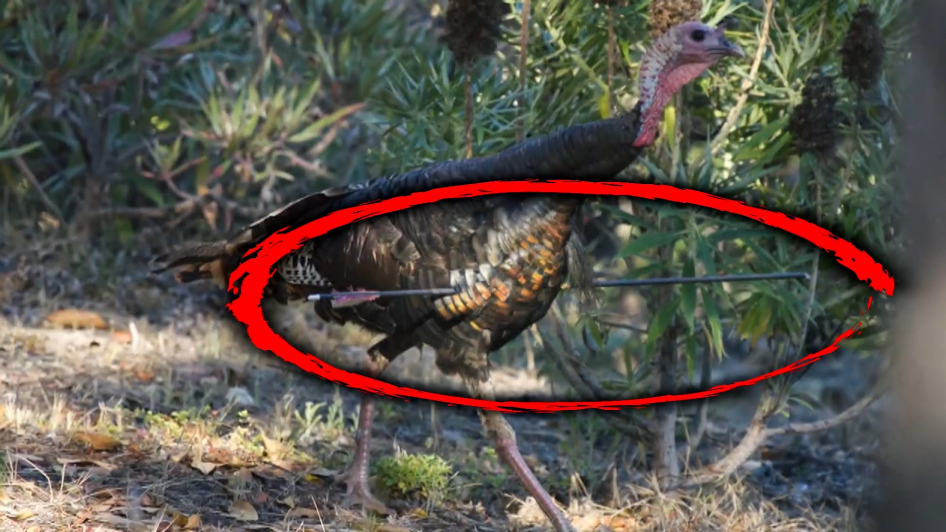 Turkey Chase! - Interactive Video