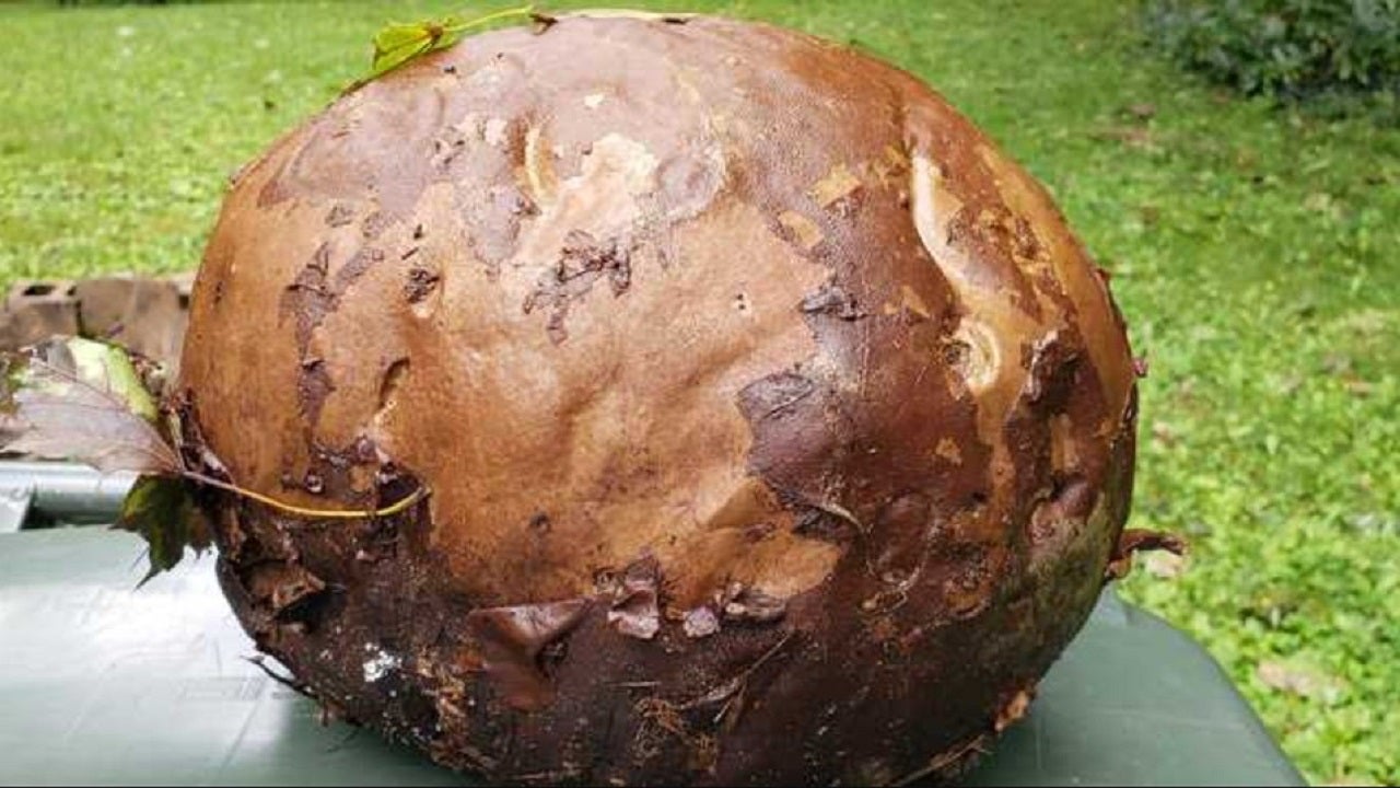 Soccer-Ball-Sized Mushroom Found in New Hampshire Backyard