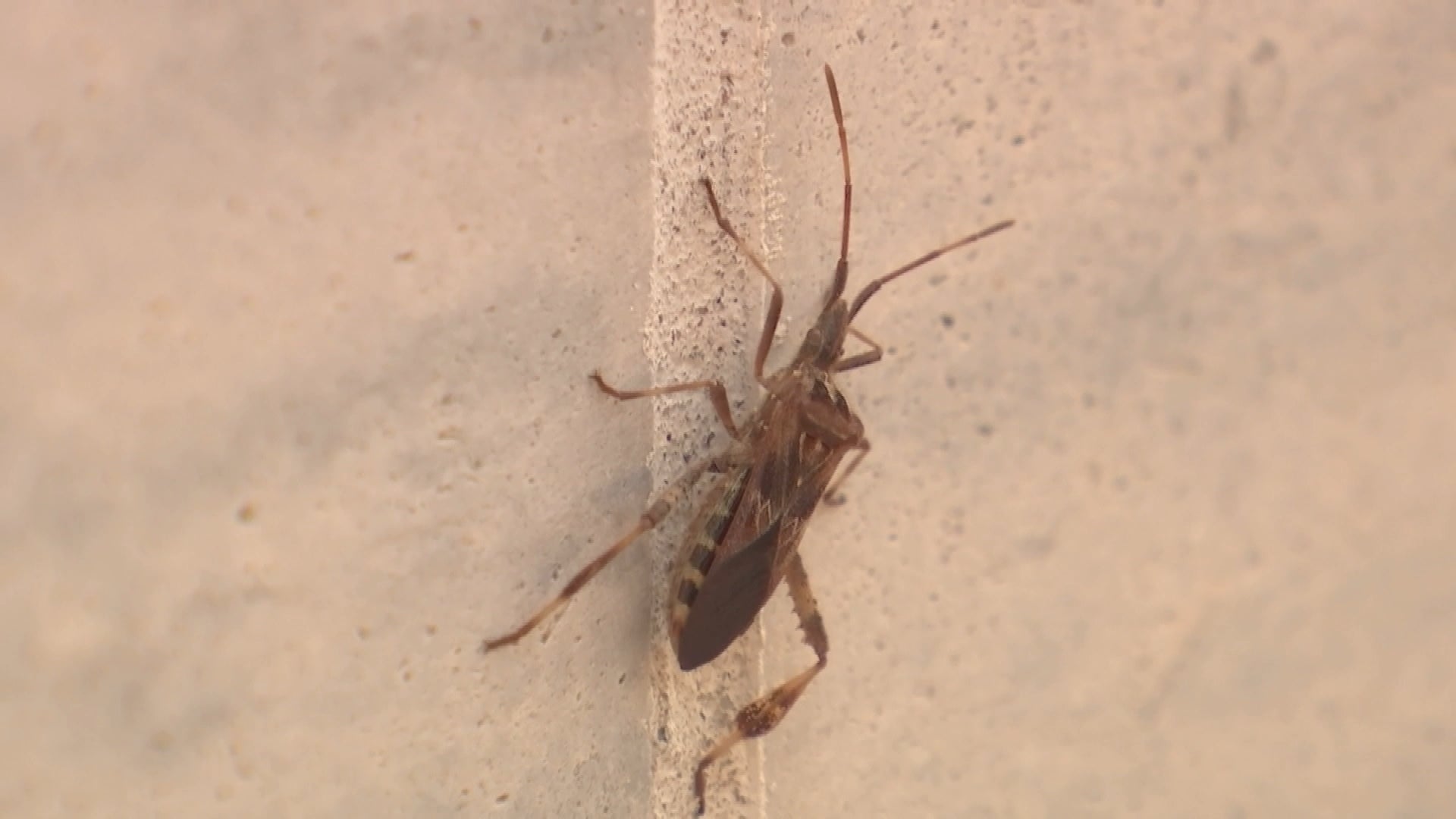 Stink bugs beware! Homemade stink bug traps squash store-bought models,  Virginia Tech researchers find, Virginia Tech News