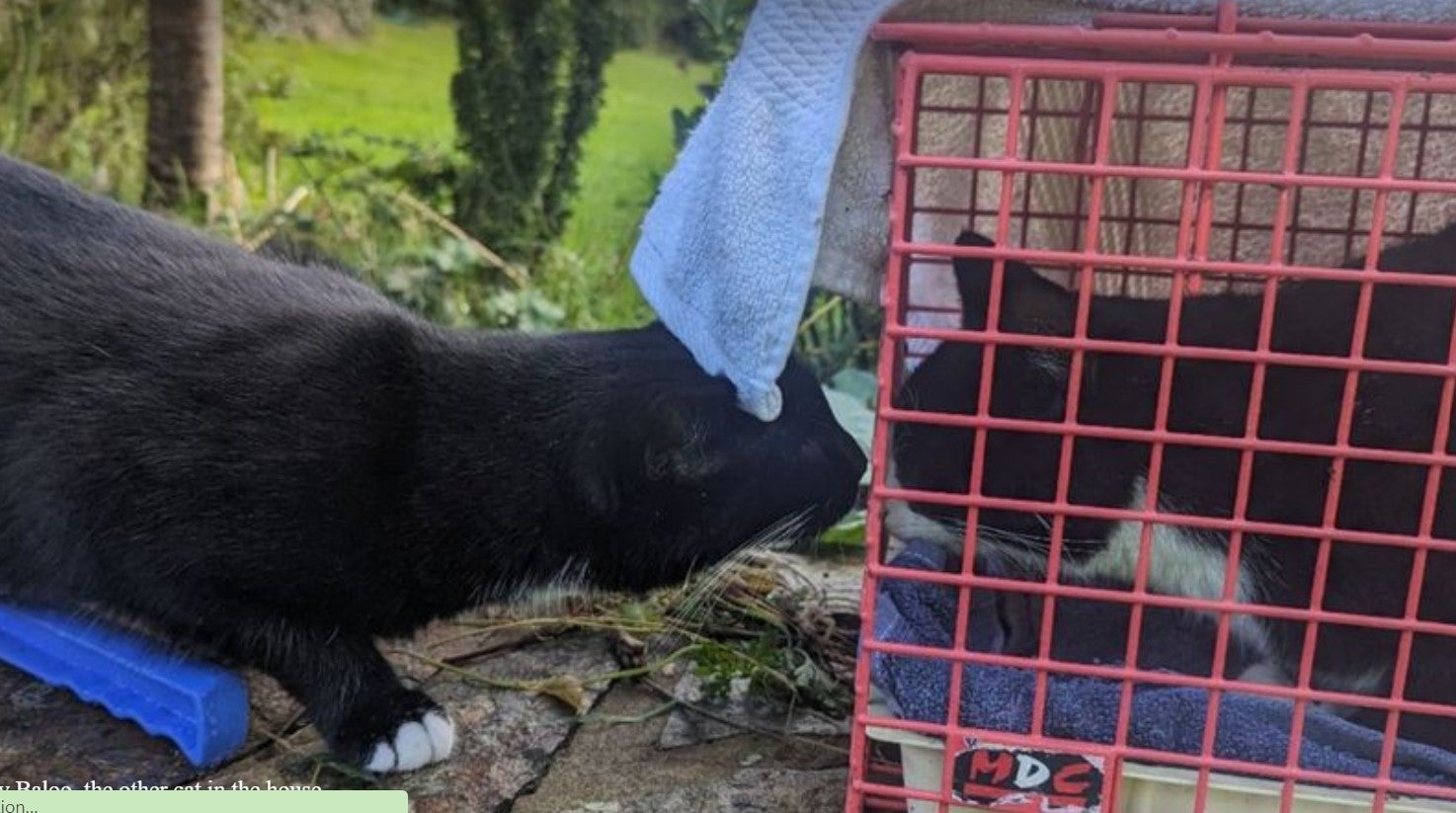 Little Black Kitten Getting Rescued When The Dogs Came 