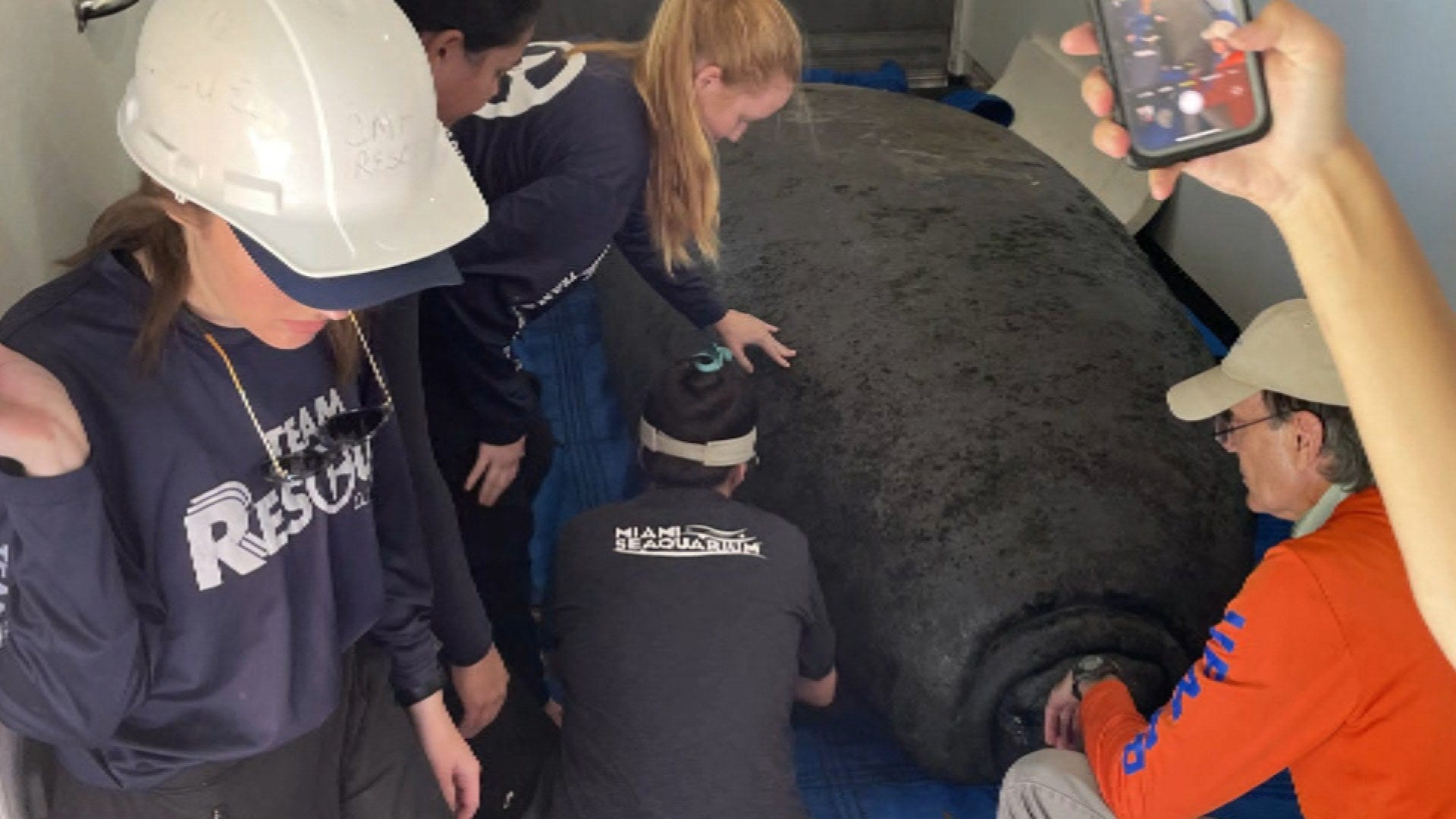 Manatees Romeo and Juliet Released From Cramped Tank