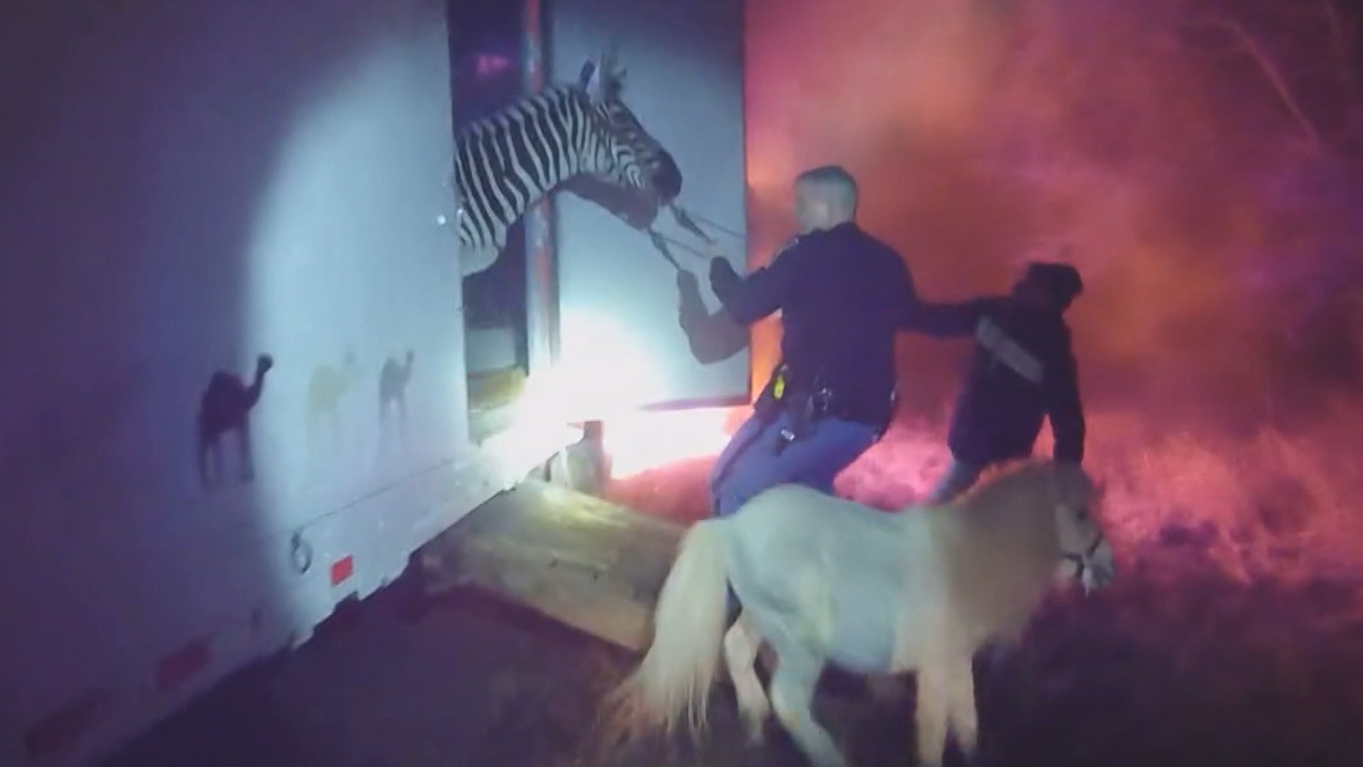 Hero Indiana Cops Save Zebras and Camels From Burning Circus Trailer