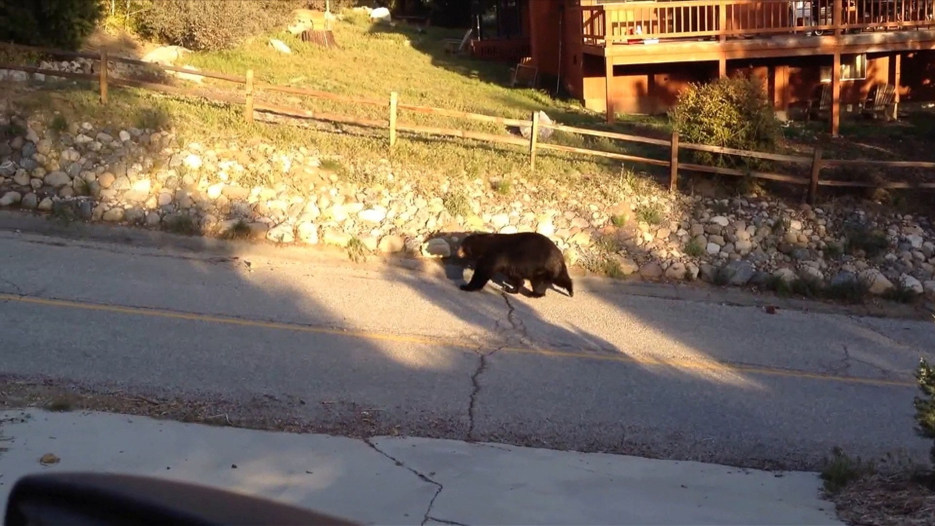 Some California Residents Install Electric Fences on Doors to Keep Bears Away