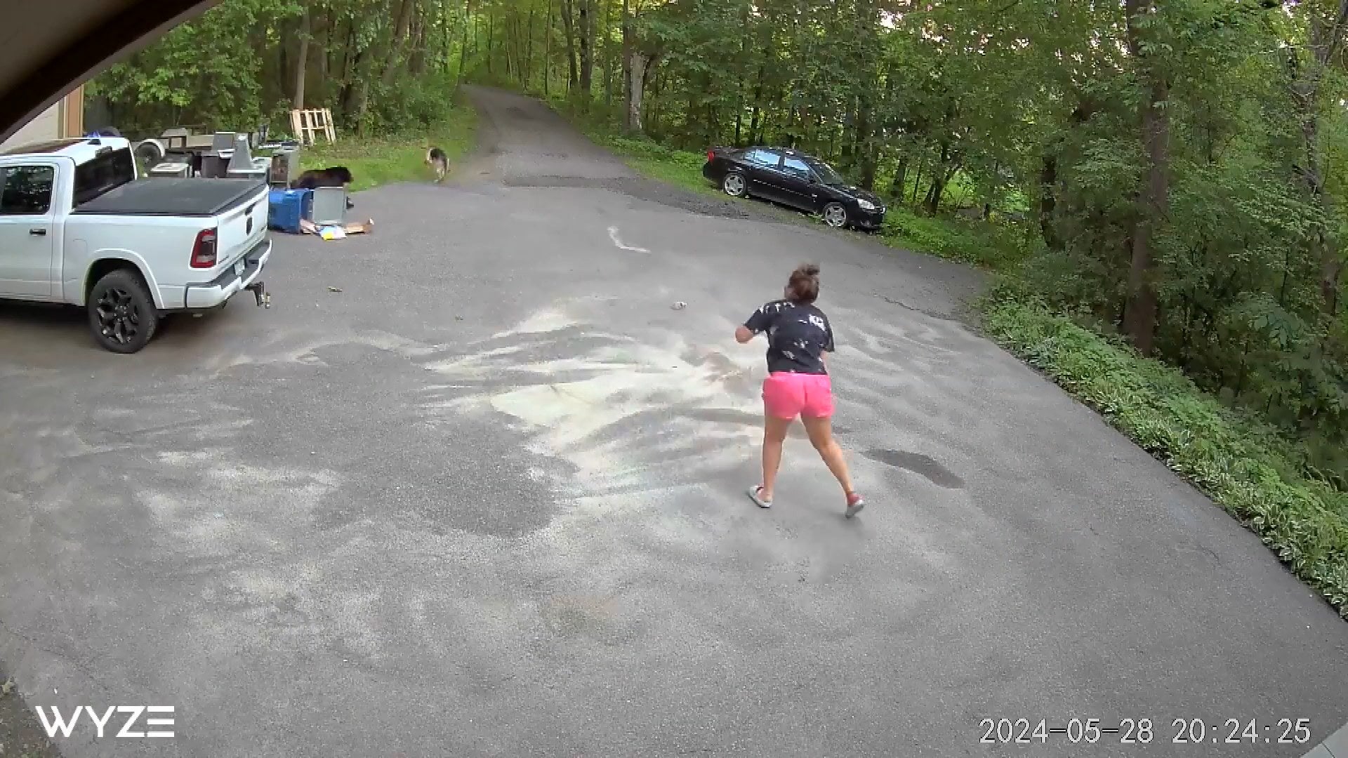 Brave Woman Runs After Mama Bear Chasing Down Her Dog