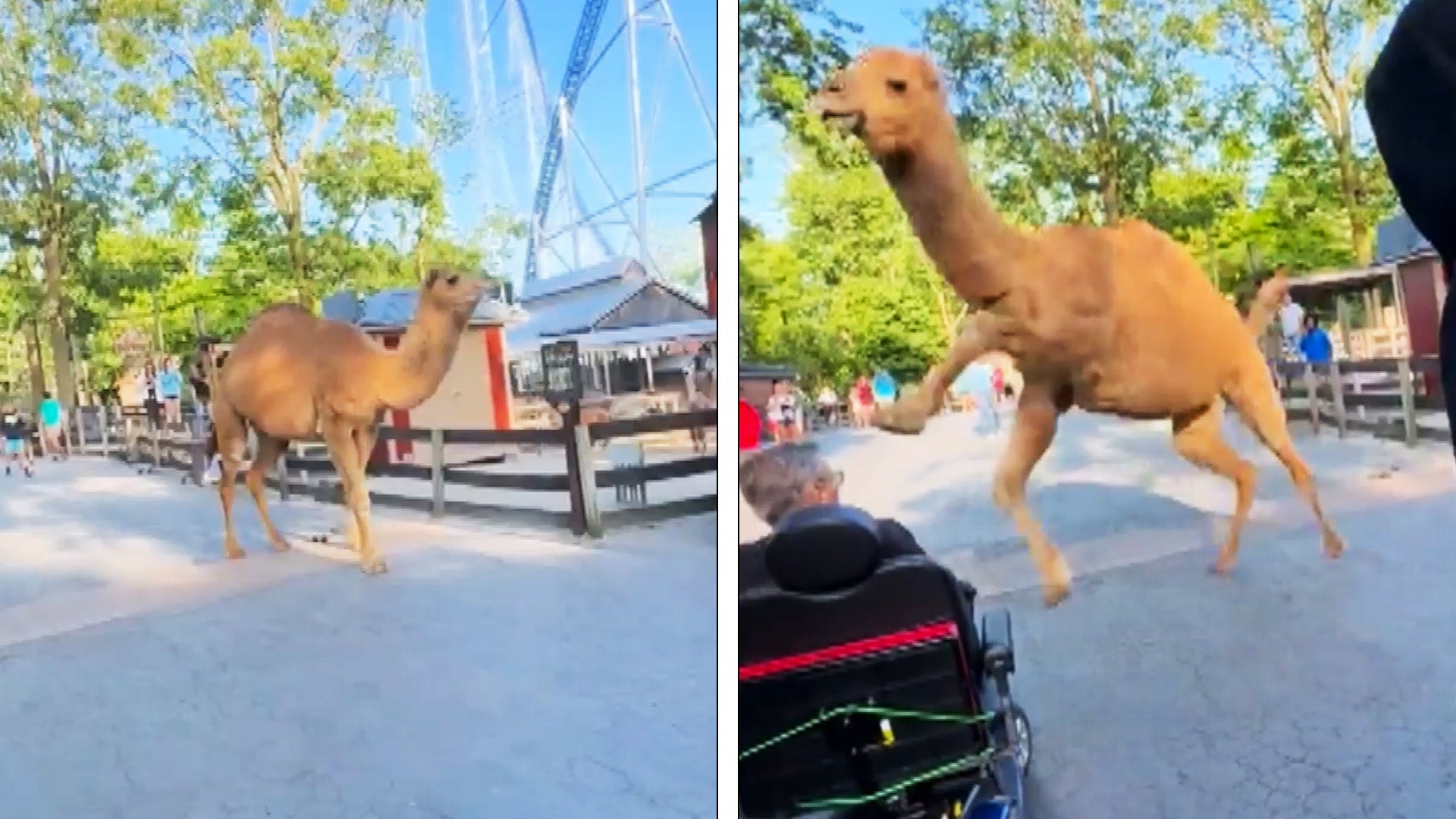 2 camels loose in a theme park