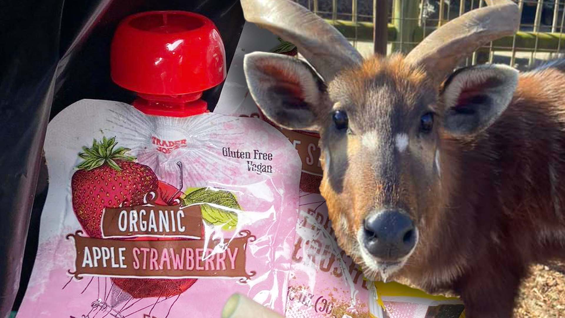 Rare Antelope Chokes to Death on Squeezable Pouch at Zoo