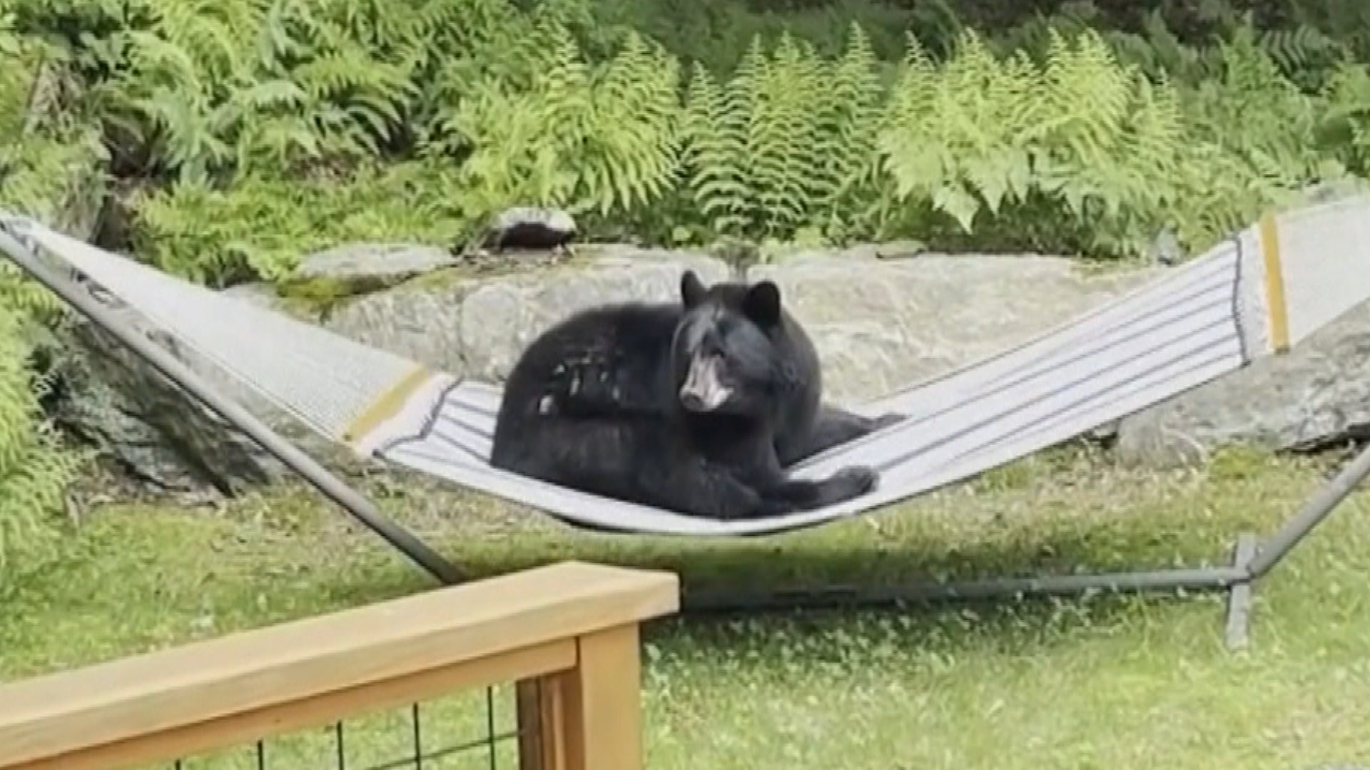 Bear Gets Off Homeowner's Hammock After Being Cheekily Scolded