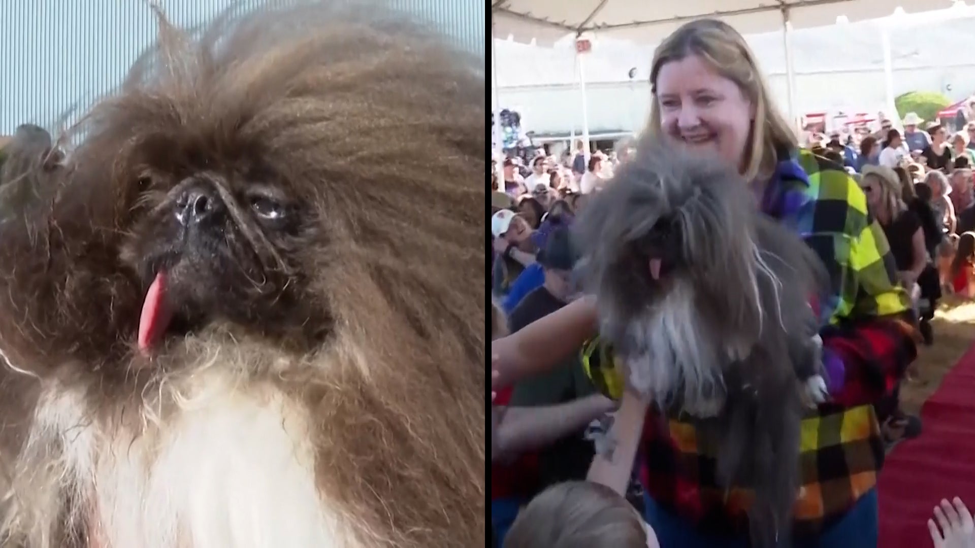 An 8-year-old Pekingese named Wild Thang has won the 2024 World's Ugliest Dog contest.