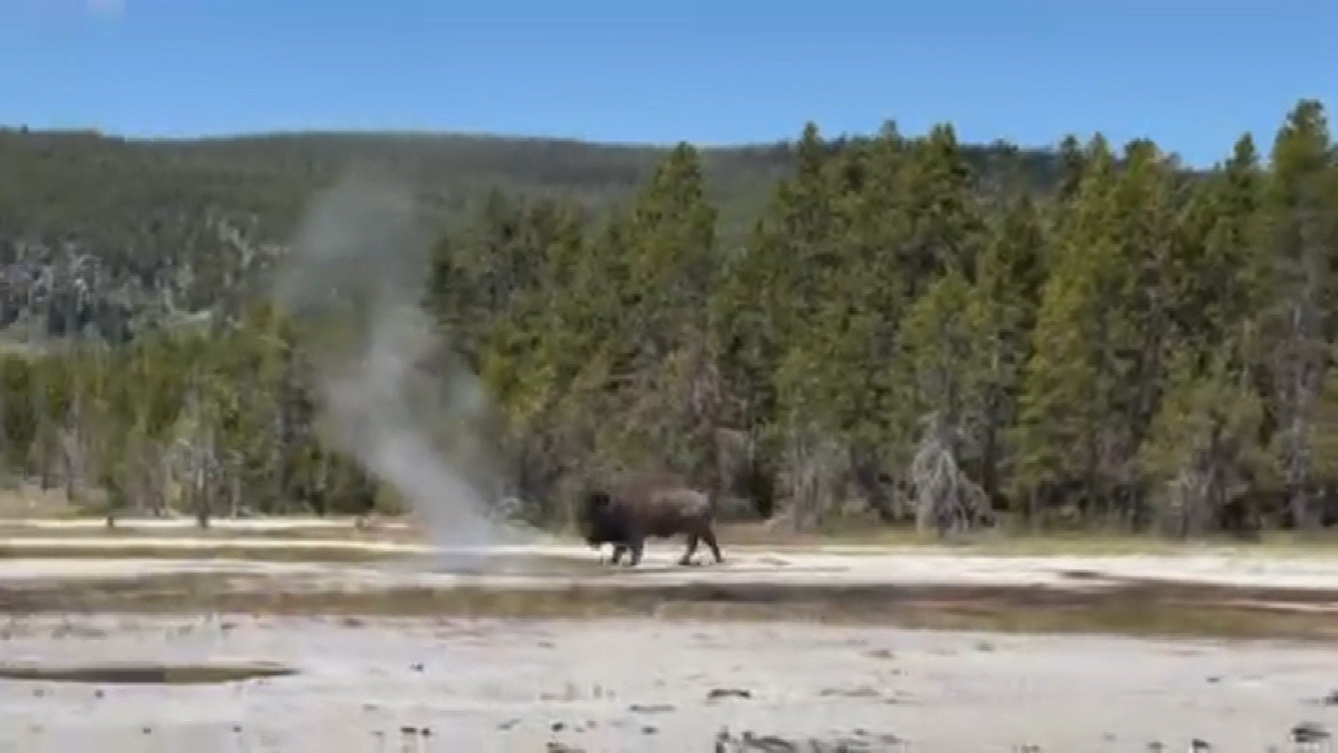 Bison Chases Family of Tourists in Yellowstone National Park