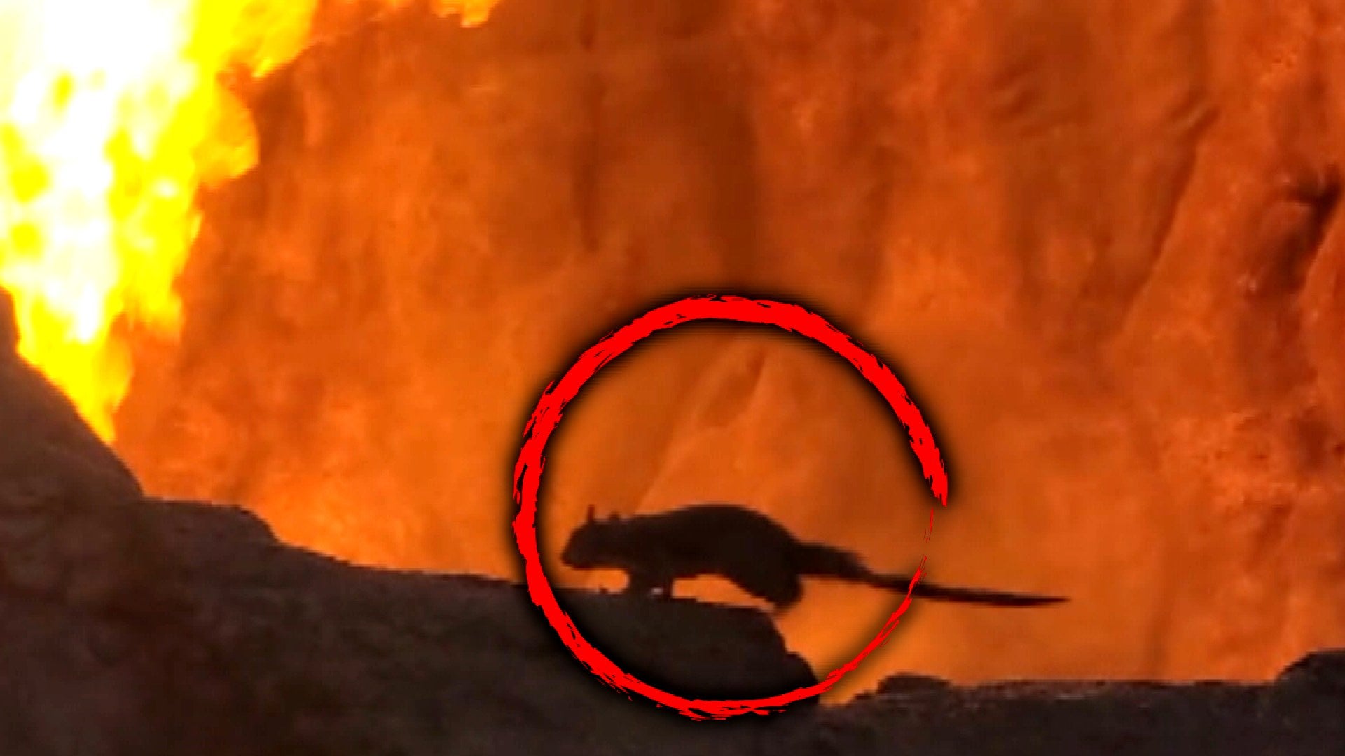 Disney World Tourists Panic as Squirrel Heads Towards Volcano Attraction 