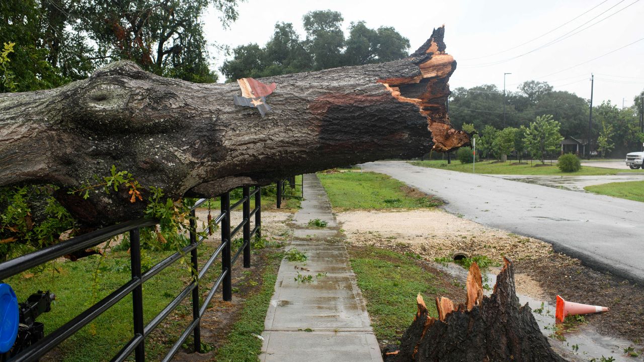 A downed tree sits along a fence in Rosenberg, Texas, on July 8, 2024, after Hurricane Beryl made landfall.